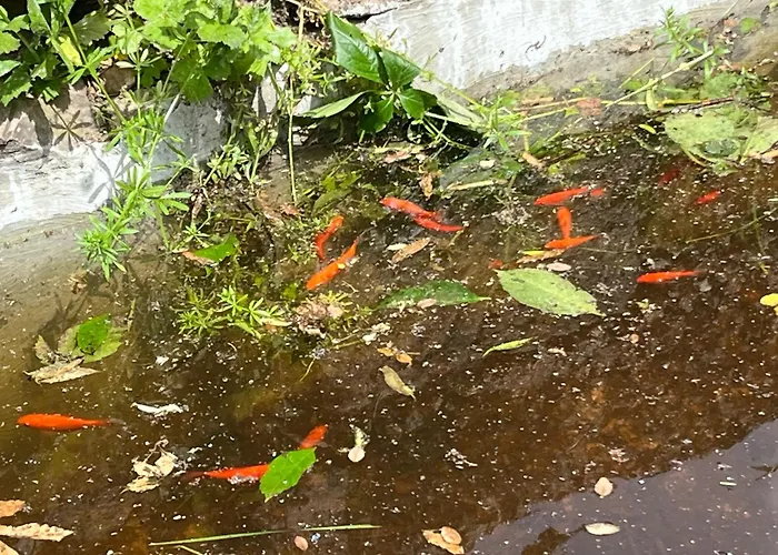 Séjour chez l'habitant L'etoile Demi-pension *